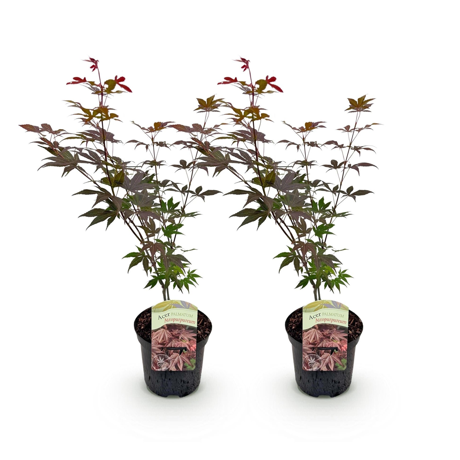 Terrasplant - Japanse Esdoorn - Acer palmatum Atropurpureum - 2 Planten - Forestbloom
