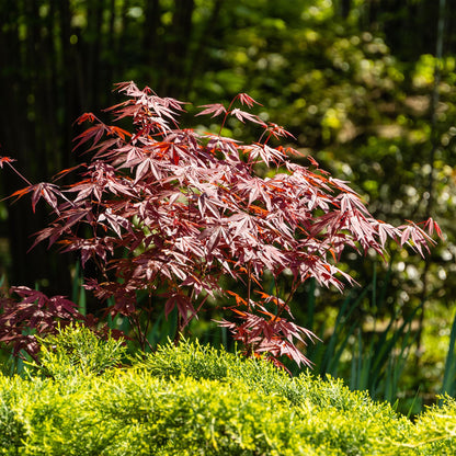 Terrasplant - Japanse Esdoorn - Acer palmatum Atropurpureum - 2 Planten - Forestbloom