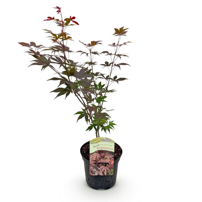 Terrasplant - Japanse Esdoorn - Acer palmatum Atropurpureum - Forestbloom