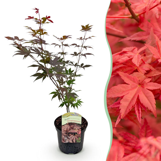 Terrasplant - Japanse Esdoorn - Acer palmatum Atropurpureum - Forestbloom