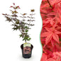 Terrasplant - Japanse Esdoorn - Acer palmatum Atropurpureum - Forestbloom