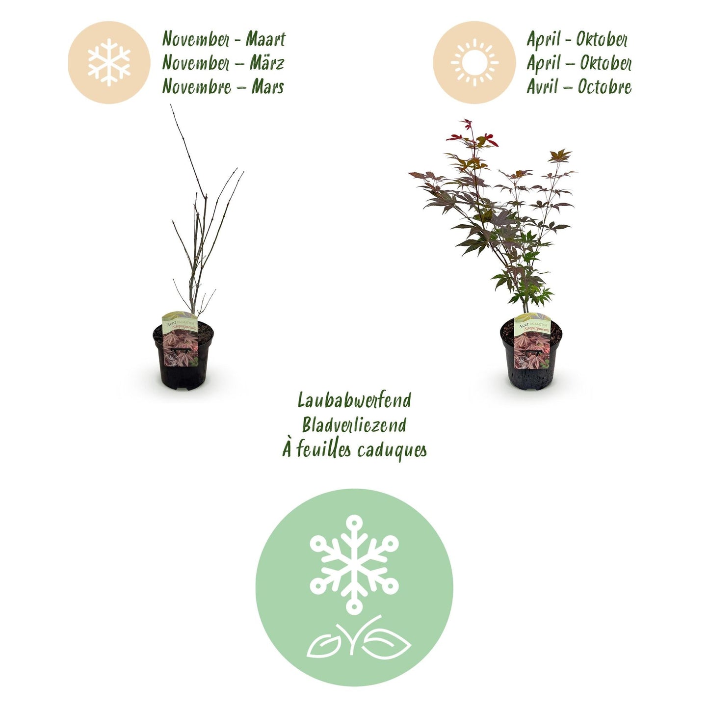 Terrasplant - Japanse Esdoorn - Acer palmatum Atropurpureum - Forestbloom