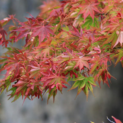 Terrasplant - Japanse Esdoorn - Acer palmatum Beni Maiko - Forestbloom