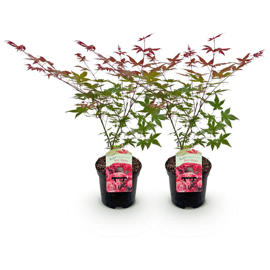 Terrasplant - Japanse Esdoorn - Acer palmatum Beni Maiko - 2 Planten - Forestbloom