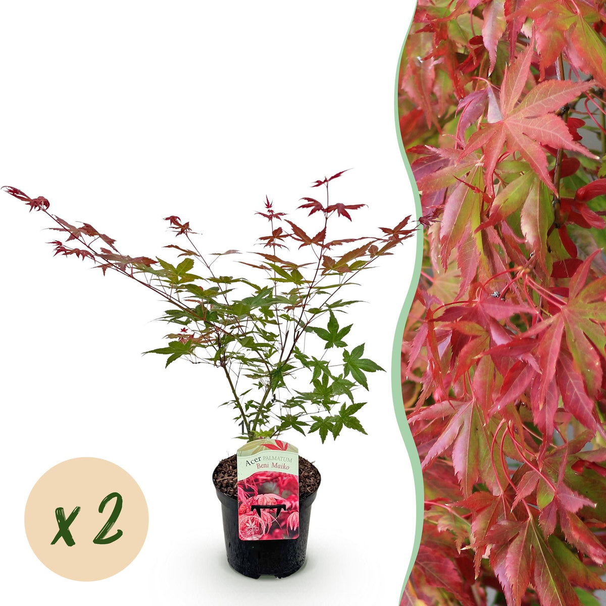 Terrasplant - Japanse Esdoorn - Acer palmatum Beni Maiko - 2 Planten - Forestbloom