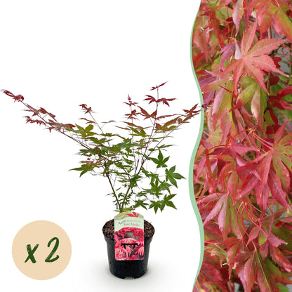 Terrasplant - Japanse Esdoorn - Acer palmatum Beni Maiko - 2 Planten - Forestbloom