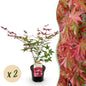 Terrasplant - Japanse Esdoorn - Acer palmatum Beni Maiko - 2 Planten - Forestbloom