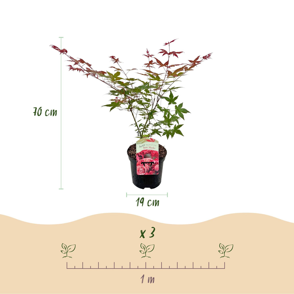 Terrasplant - Japanse Esdoorn - Acer palmatum Beni Maiko - Forestbloom