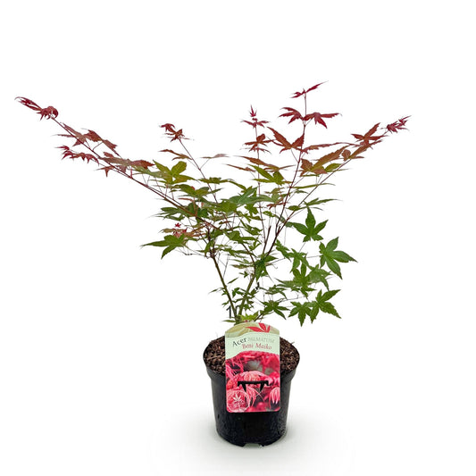Terrasplant - Japanse Esdoorn - Acer palmatum Beni Maiko - Forestbloom