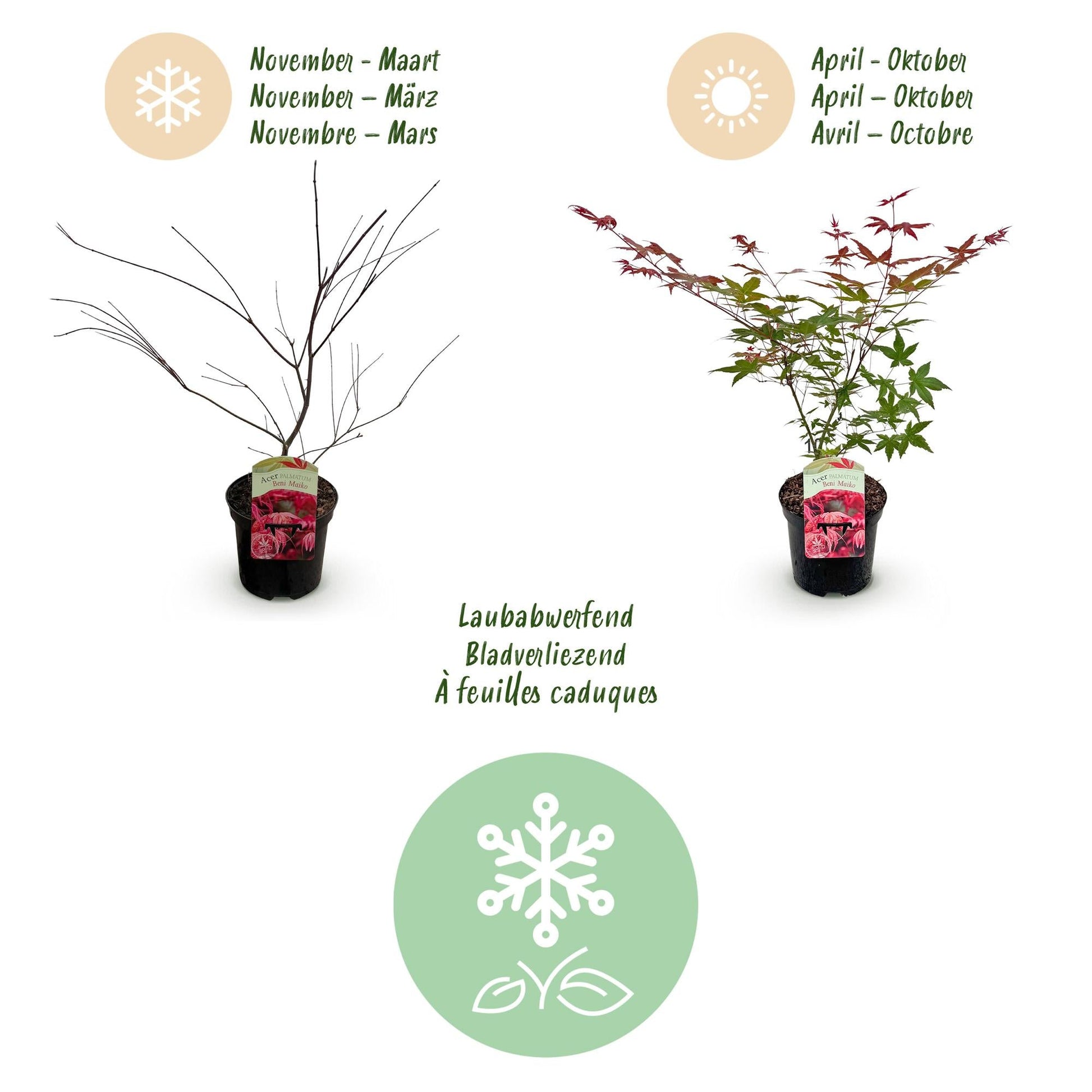 Terrasplant - Japanse Esdoorn - Acer palmatum Beni Maiko - Forestbloom