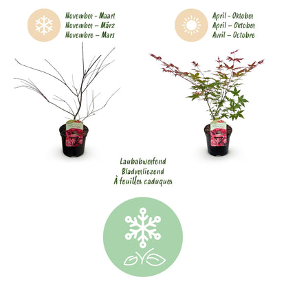 Terrasplant - Japanse Esdoorn - Acer palmatum Beni Maiko - Forestbloom