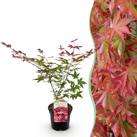 Terrasplant - Japanse Esdoorn - Acer palmatum Beni Maiko - Forestbloom