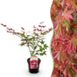 Terrasplant - Japanse Esdoorn - Acer palmatum Beni Maiko - Forestbloom