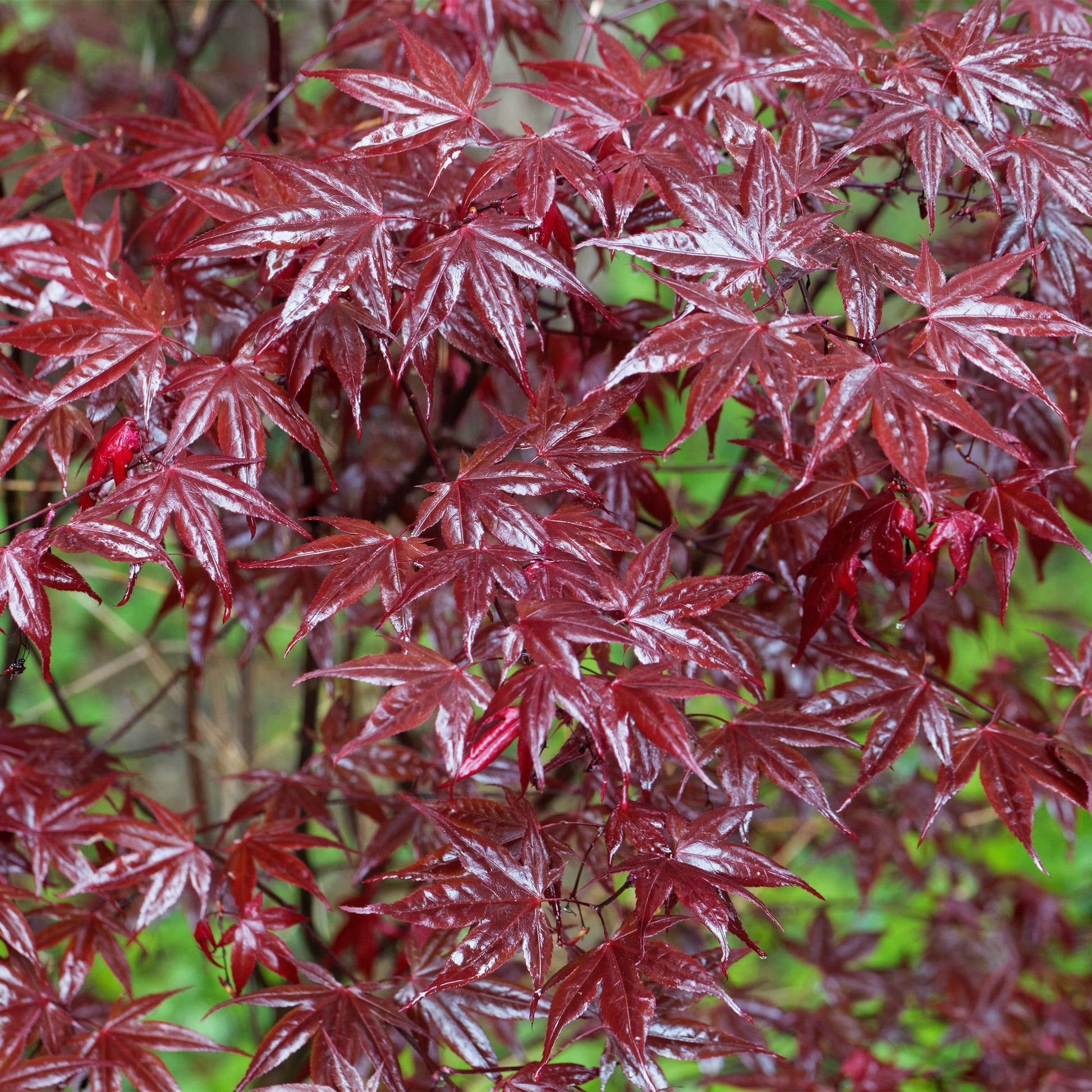Terrasplant - Japanse Esdoorn - Acer palmatum Bloodgood - Forestbloom