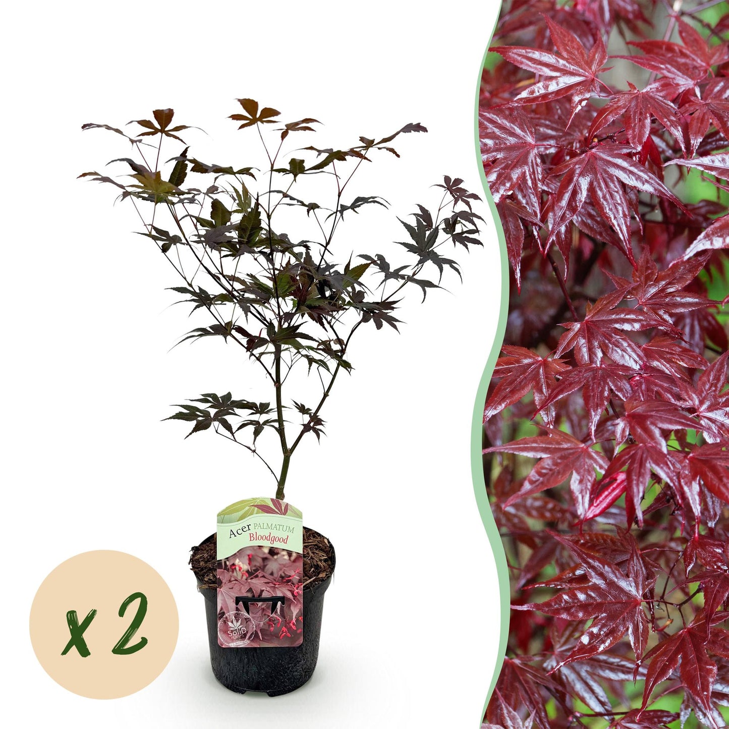Terrasplant - Japanse Esdoorn - Acer palmatum Bloodgood - 2 Planten - Forestbloom
