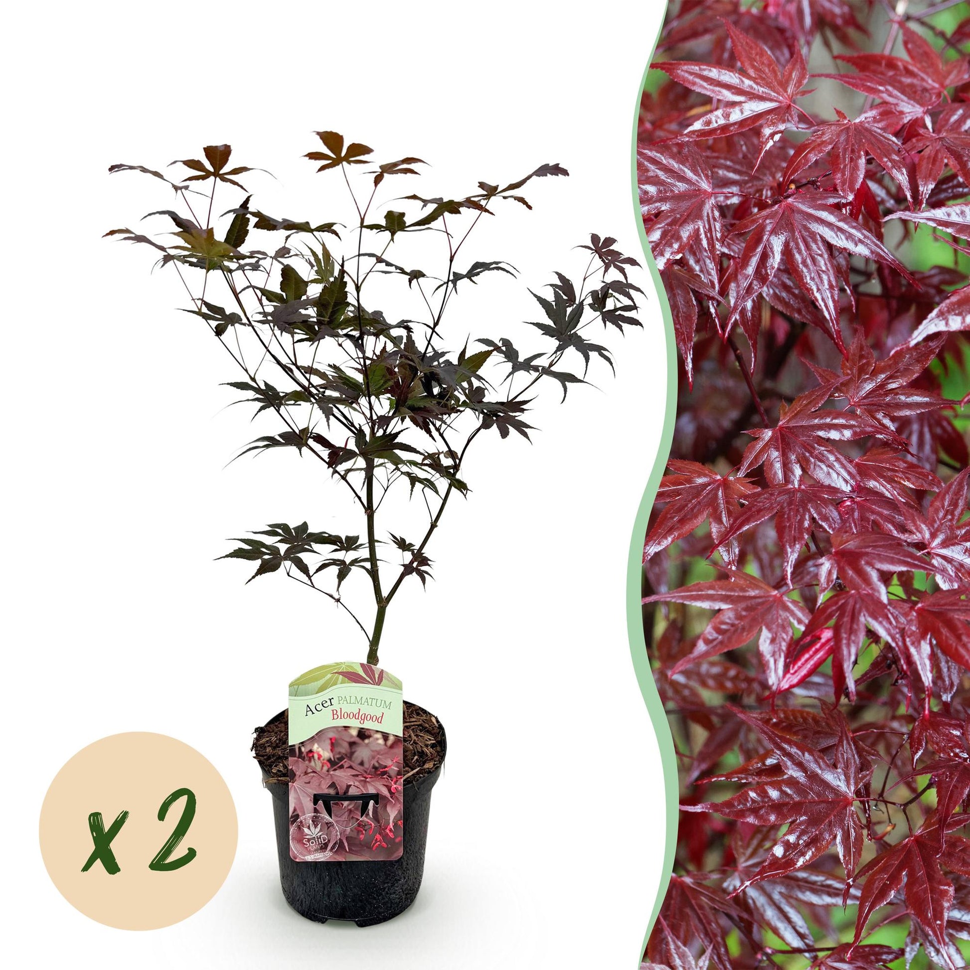 Terrasplant - Japanse Esdoorn - Acer palmatum Bloodgood - 2 Planten - Forestbloom