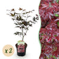 Terrasplant - Japanse Esdoorn - Acer palmatum Bloodgood - 2 Planten - Forestbloom