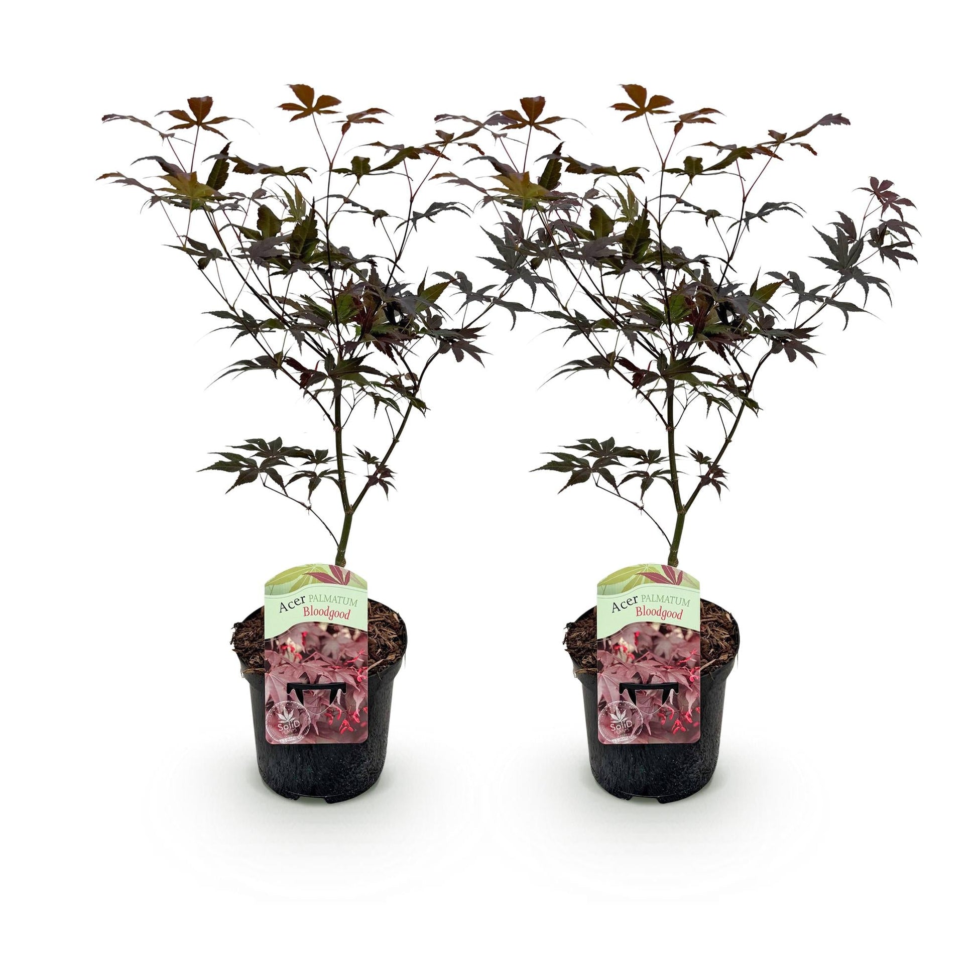 Terrasplant - Japanse Esdoorn - Acer palmatum Bloodgood - 2 Planten - Forestbloom