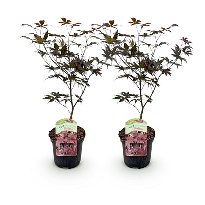 Terrasplant - Japanse Esdoorn - Acer palmatum Bloodgood - 2 Planten - Forestbloom