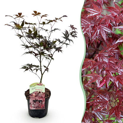 Terrasplant - Japanse Esdoorn - Acer palmatum Bloodgood - Forestbloom