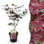Terrasplant - Japanse Esdoorn - Acer palmatum Bloodgood - Forestbloom