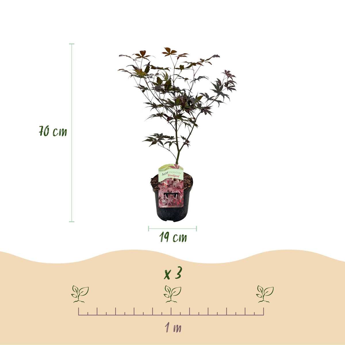 Terrasplant - Japanse Esdoorn - Acer palmatum Bloodgood - Forestbloom