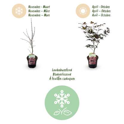 Terrasplant - Japanse Esdoorn - Acer palmatum Bloodgood - Forestbloom