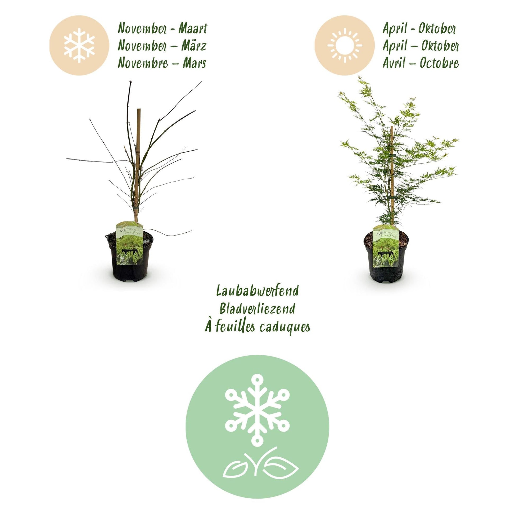 Terrasplant - Japanse Esdoorn - Acer palmatum Emerald Lace - Forestbloom