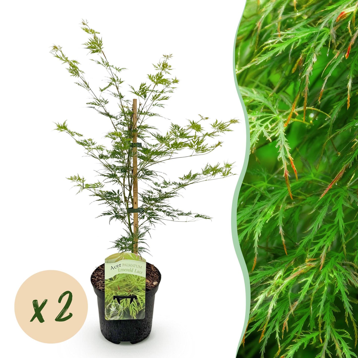 Terrasplant - Japanse Esdoorn - Acer palmatum Emerald Lace - 2 Planten - Forestbloom