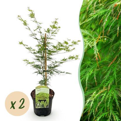Terrasplant - Japanse Esdoorn - Acer palmatum Emerald Lace - 2 Planten - Forestbloom