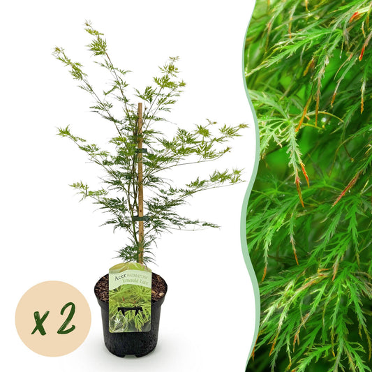 Terrasplant - Japanse Esdoorn - Acer palmatum Emerald Lace - 2 Planten - Forestbloom