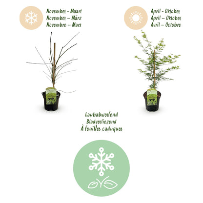 Terrasplant - Japanse Esdoorn - Acer palmatum Emerald Lace - 2 Planten - Forestbloom