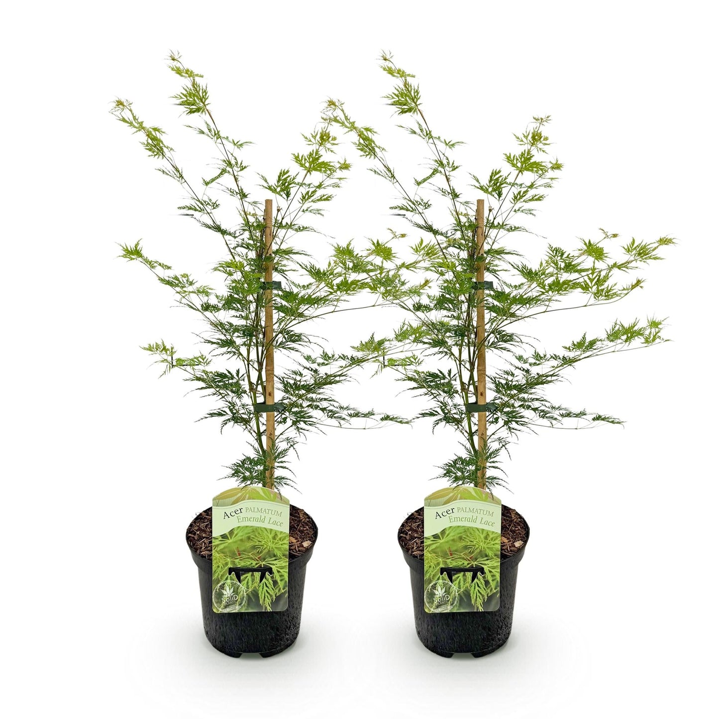 Terrasplant - Japanse Esdoorn - Acer palmatum Emerald Lace - 2 Planten - Forestbloom