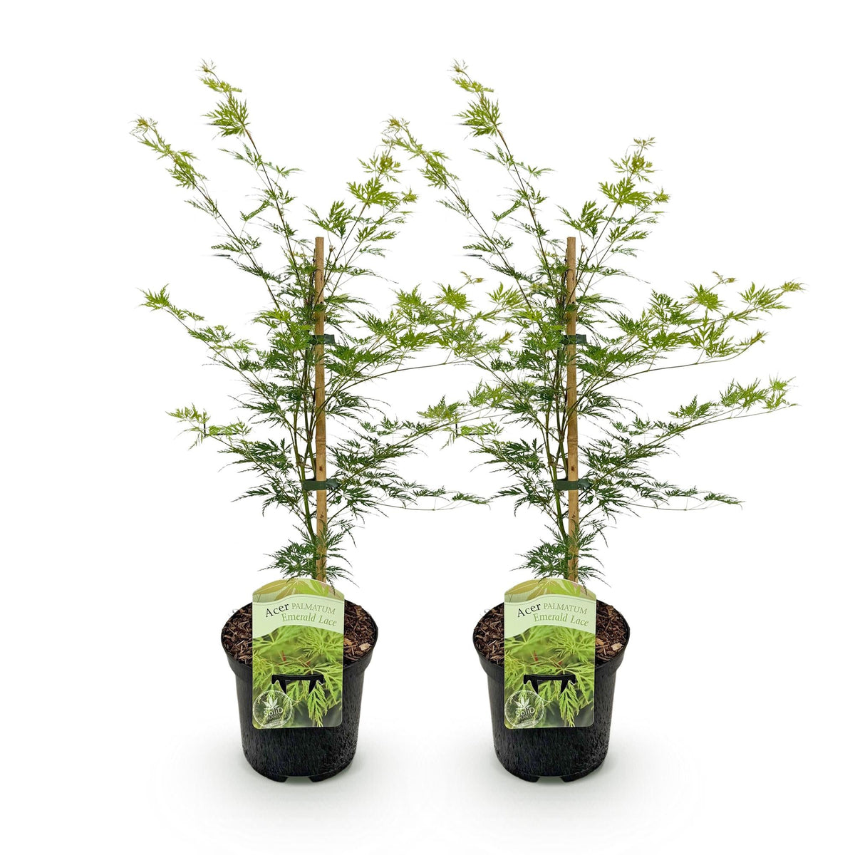Terrasplant - Japanse Esdoorn - Acer palmatum Emerald Lace - 2 Planten - Forestbloom