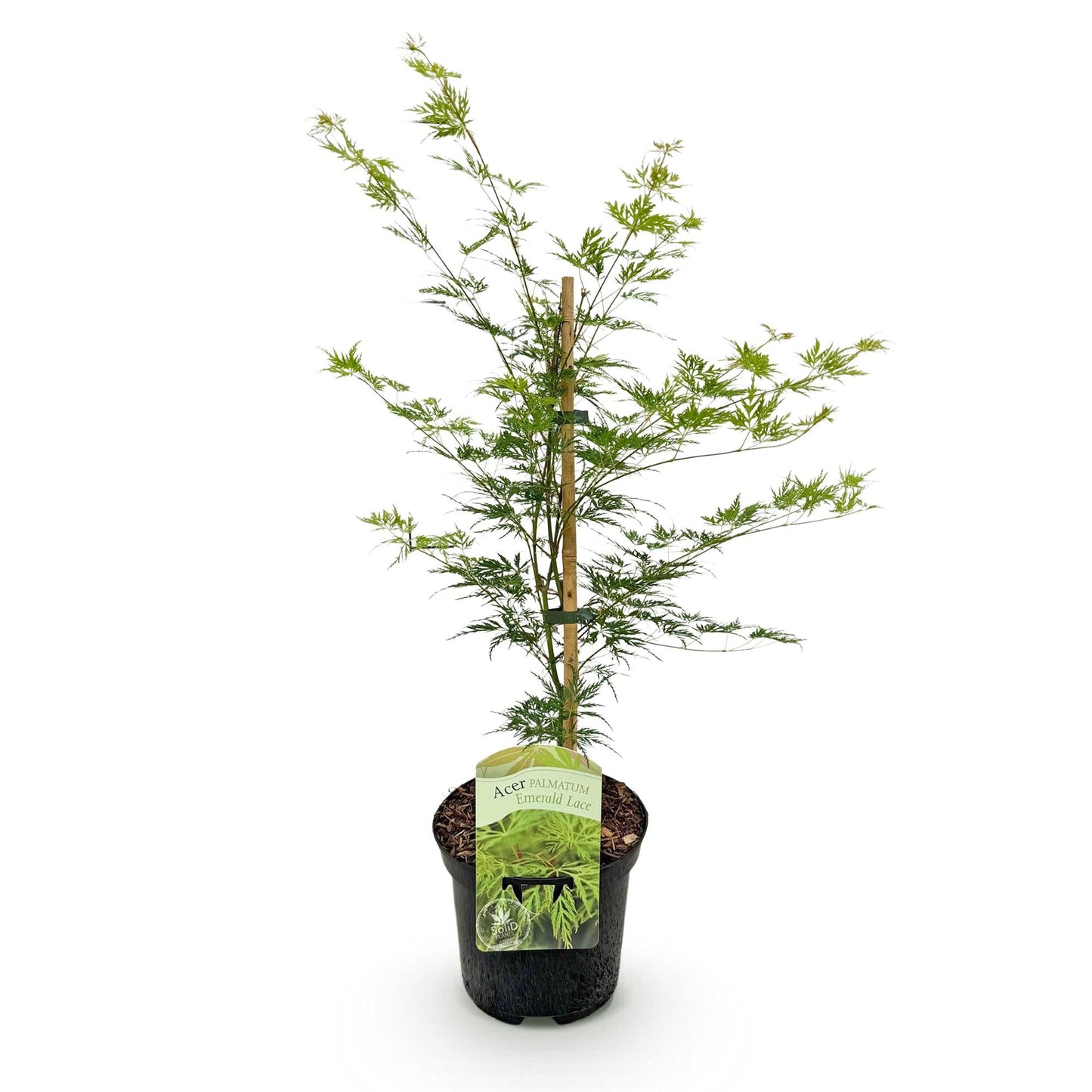 Terrasplant - Japanse Esdoorn - Acer palmatum Emerald Lace - Forestbloom