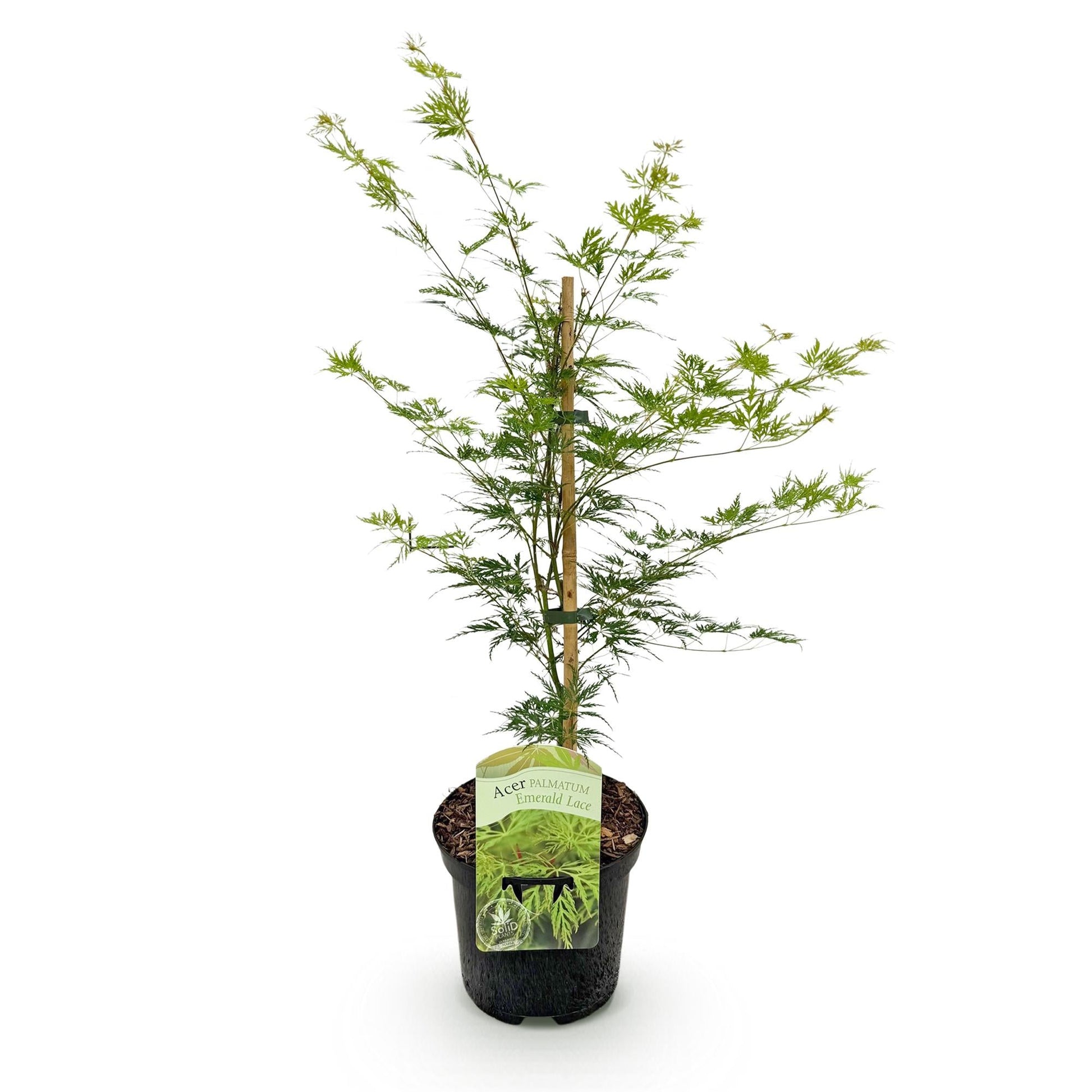 Terrasplant - Japanse Esdoorn - Acer palmatum Emerald Lace - Forestbloom