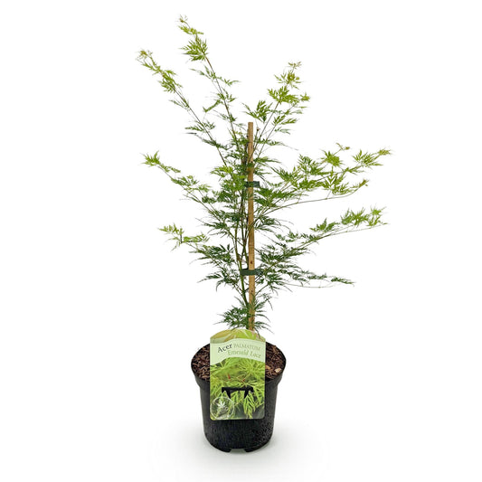 Terrasplant - Japanse Esdoorn - Acer palmatum Emerald Lace - Forestbloom