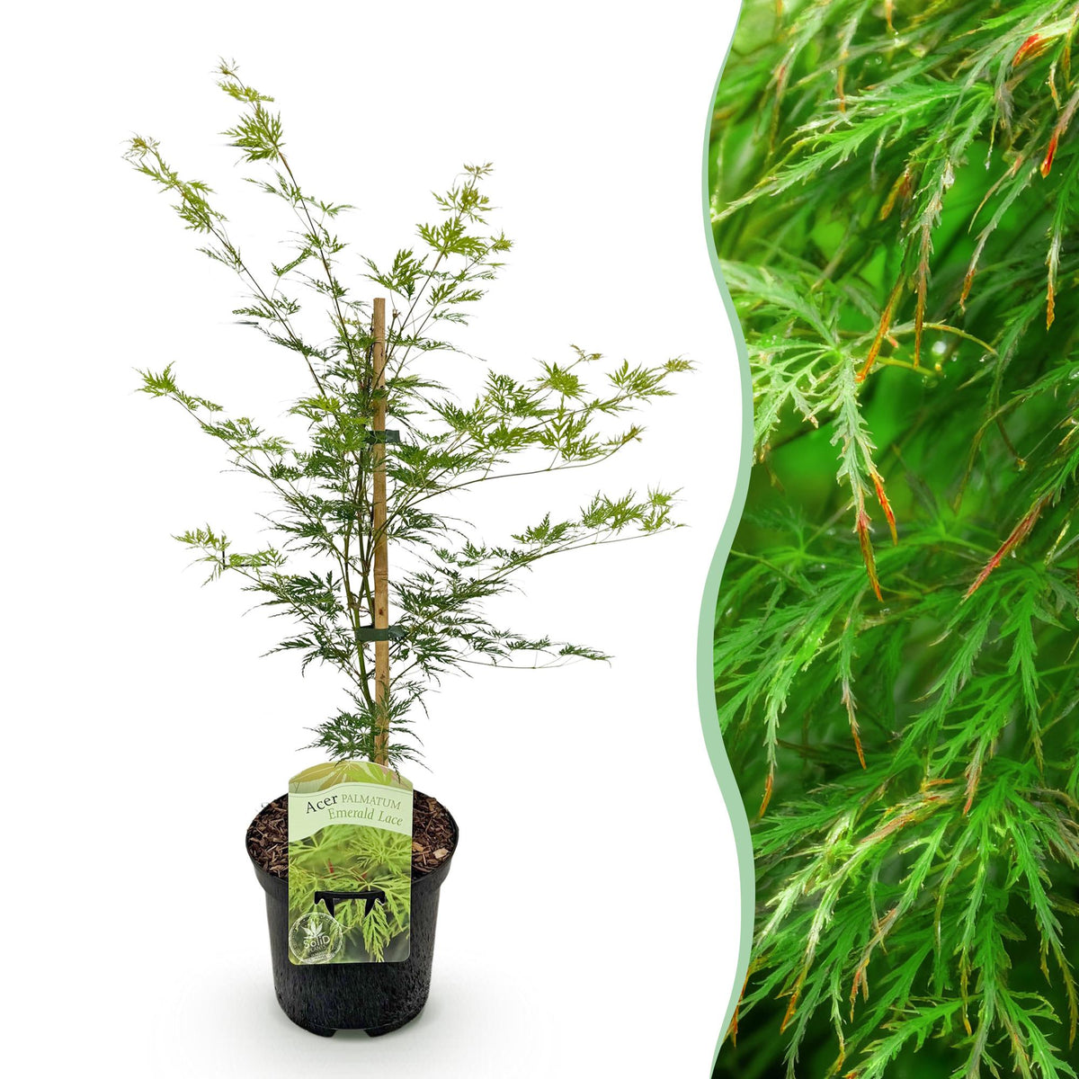 Terrasplant - Japanse Esdoorn - Acer palmatum Emerald Lace - Forestbloom