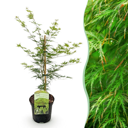 Terrasplant - Japanse Esdoorn - Acer palmatum Emerald Lace - Forestbloom