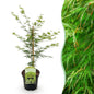 Terrasplant - Japanse Esdoorn - Acer palmatum Emerald Lace - Forestbloom