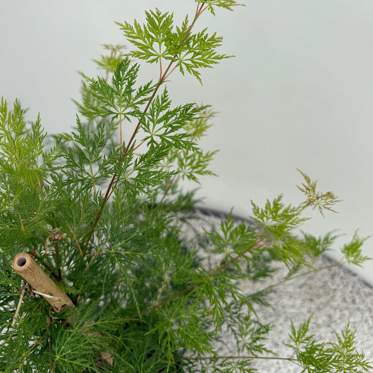 Terrasplant - Japanse Esdoorn - Acer palmatum Emerald Lace - Forestbloom