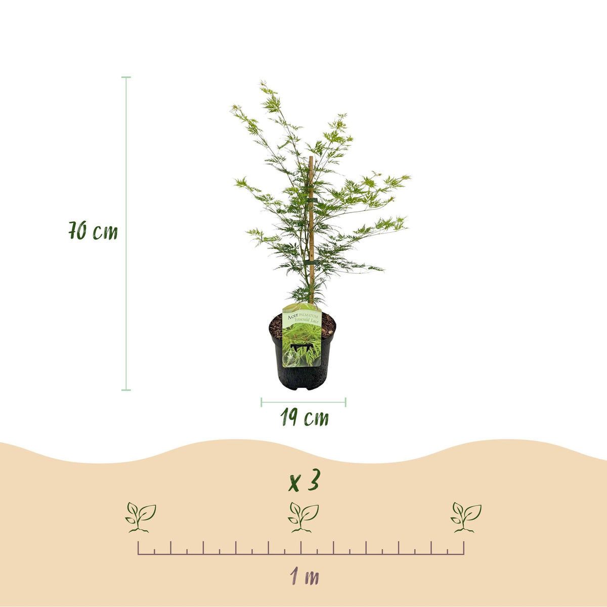 Terrasplant - Japanse Esdoorn - Acer palmatum Emerald Lace - Forestbloom