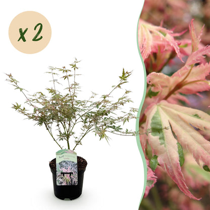 Terrasplant - Japanse Esdoorn - Acer palmatum Iyoshi - 2 Planten - Forestbloom