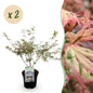 Terrasplant - Japanse Esdoorn - Acer palmatum Iyoshi - 2 Planten - Forestbloom