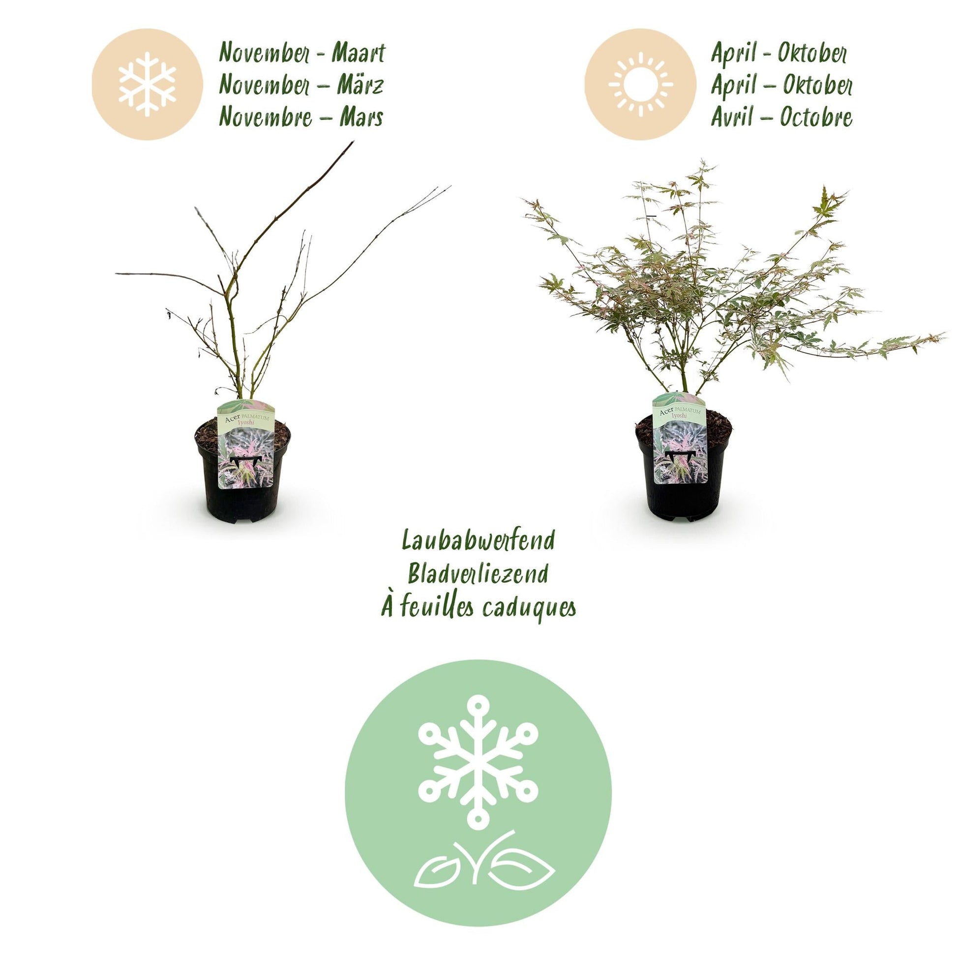 Terrasplant - Japanse Esdoorn - Acer palmatum Iyoshi - Forestbloom
