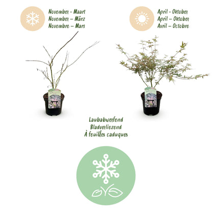 Terrasplant - Japanse Esdoorn - Acer palmatum Iyoshi - Forestbloom