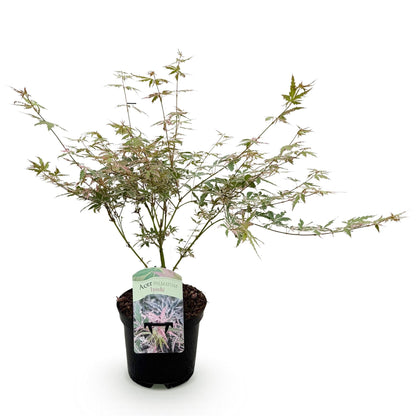 Terrasplant - Japanse Esdoorn - Acer palmatum Iyoshi - Forestbloom