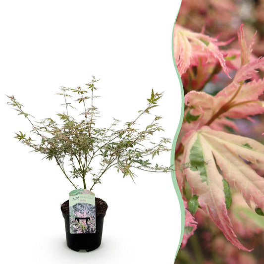 Terrasplant - Japanse Esdoorn - Acer palmatum Iyoshi - Forestbloom