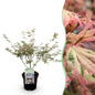 Terrasplant - Japanse Esdoorn - Acer palmatum Iyoshi - Forestbloom