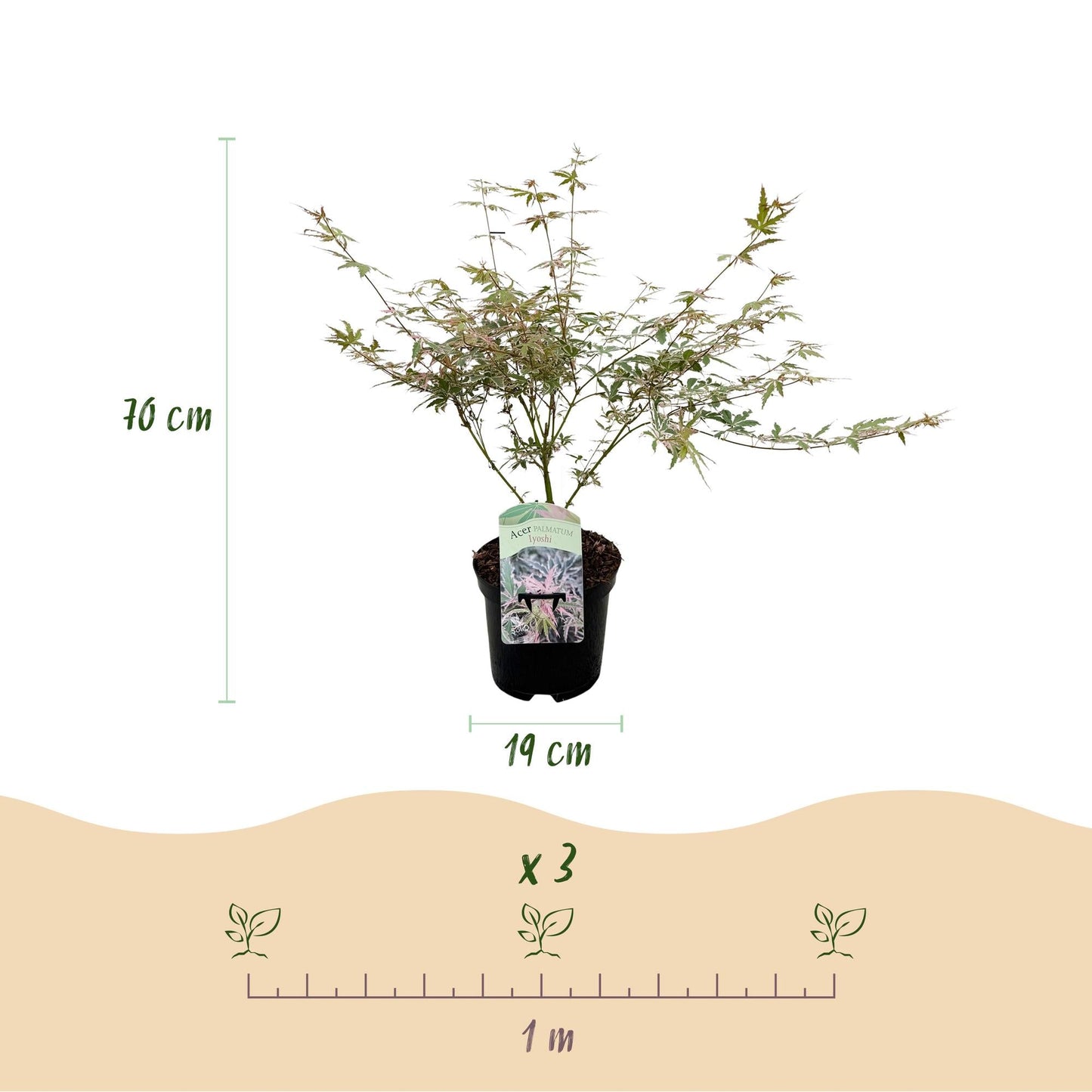 Terrasplant - Japanse Esdoorn - Acer palmatum Iyoshi - Forestbloom